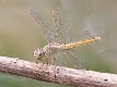 J01_1824 Brachythemis contaminata female